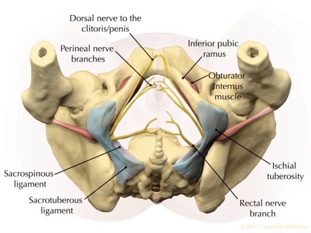 Chronic Pelvic Pain - Pelvic Pain clinic / F-Act gespecialiseerd in chronische bekkenpijn